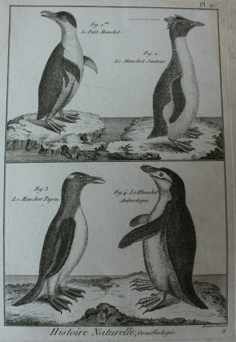 Engraving, Histoire naturelle, Bouffon, XVIIIe siècle