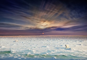 POLAR BEARS - Stephen WILKES, CHURCHILL, MANITOBA, 2019