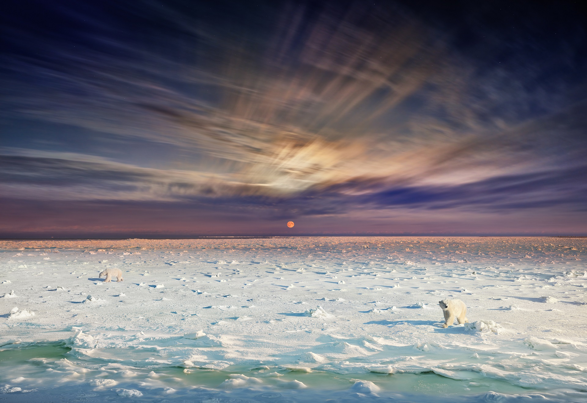 POLAR BEARS - Stephen WILKES, CHURCHILL, MANITOBA, 2019