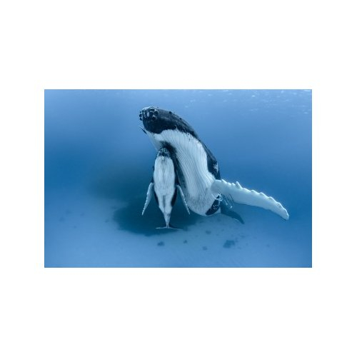 MEGAPTERA