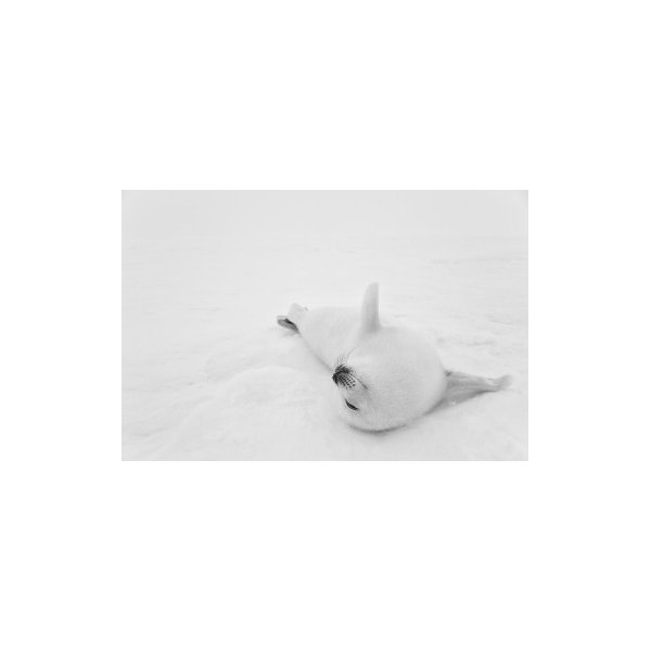 POLAR BLISS