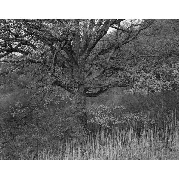 Oak tree