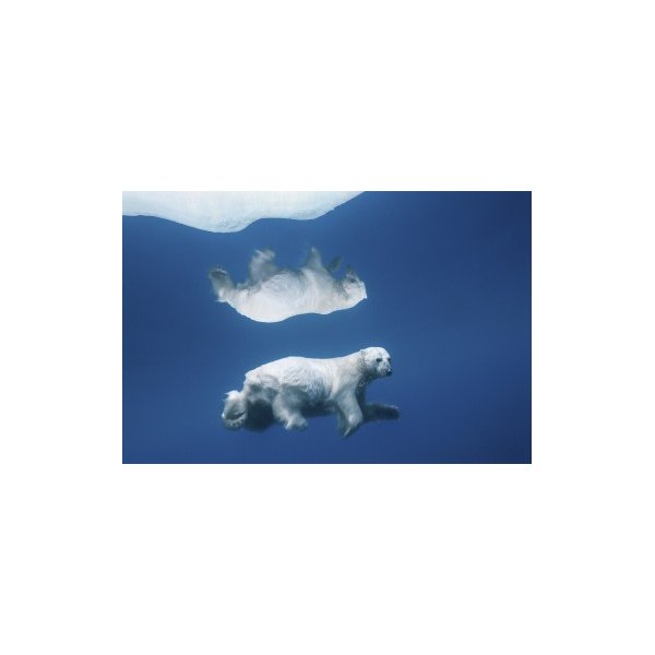 POLAR REFLECTIONS