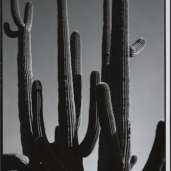 Arizona Cactus