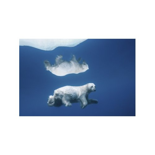 POLAR REFLECTIONS