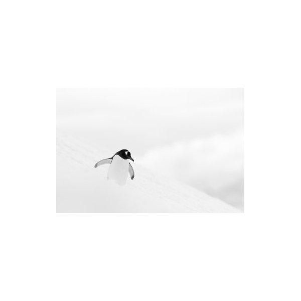 SNOWBOARD IN ANTARTICA