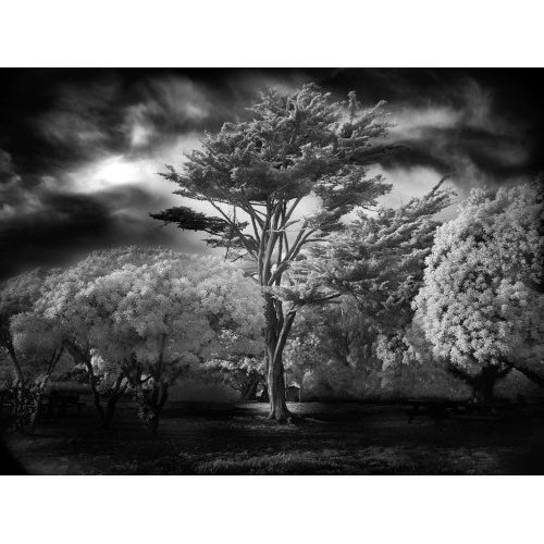 Wind Swept Tree