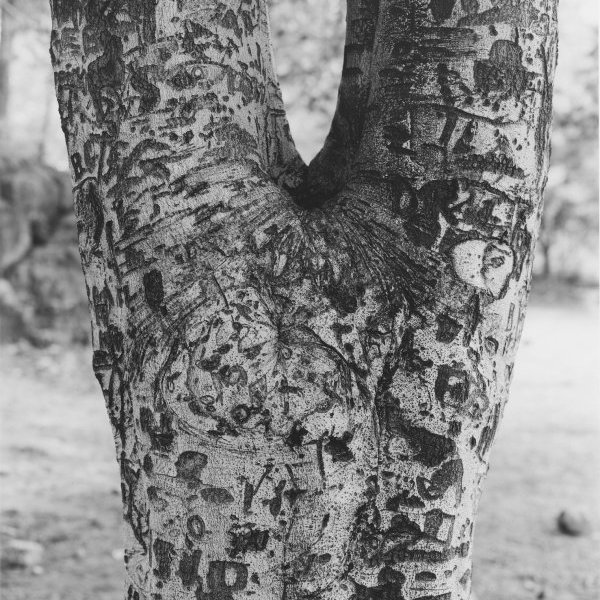 Tree with carvings
