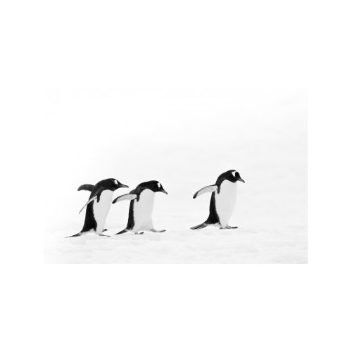 LA MARCHE II