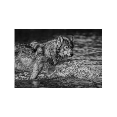 SEA WOLF OF THE GREAT BEAR