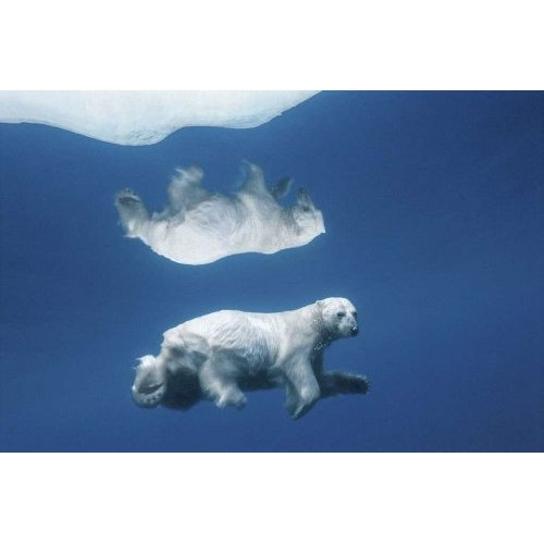 POLAR REFLECTIONS