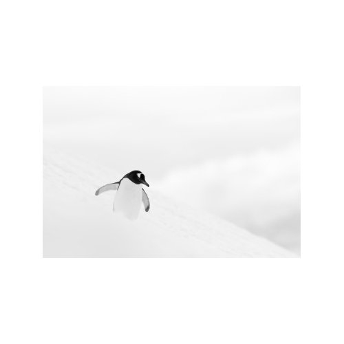 SNOWBOARD IN ANTARTICA