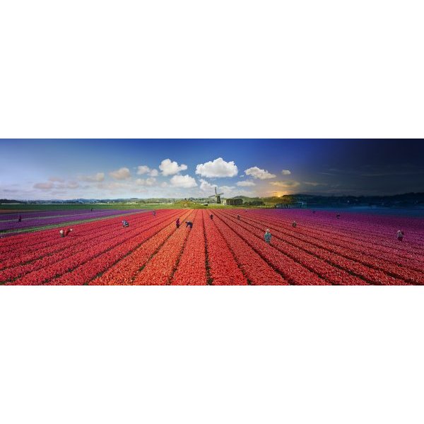 Tulips, Bergen, The Netherlands