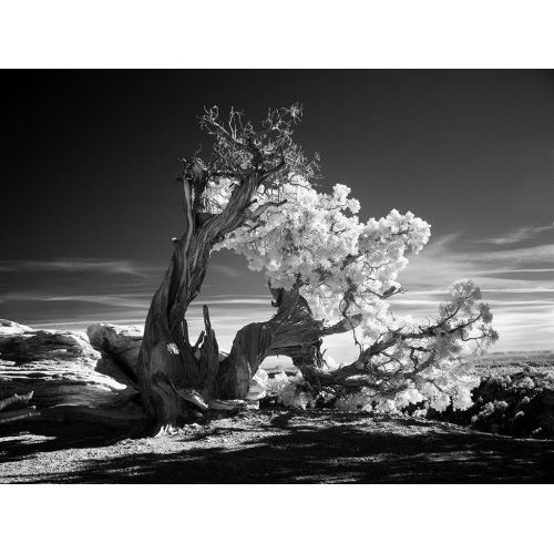 Twisted Tree