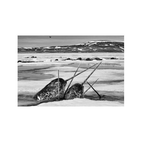 CROSSED TUSKS
