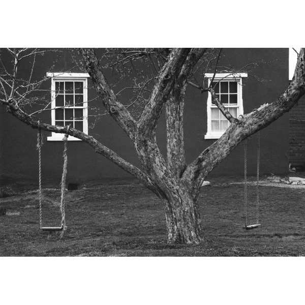 Tree, Swings and Windows