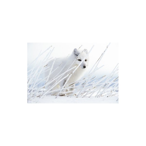 ARCTIC GHOST
