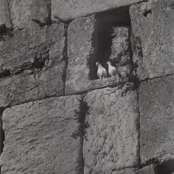 Doves in the Western Wall