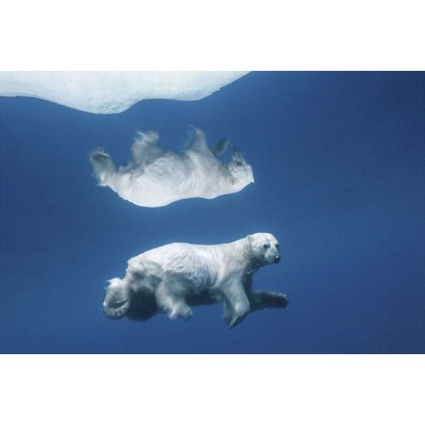 POLAR REFLECTIONS