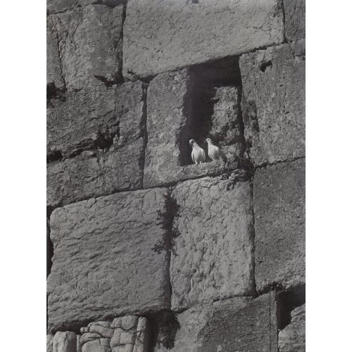 Doves in the Western Wall
