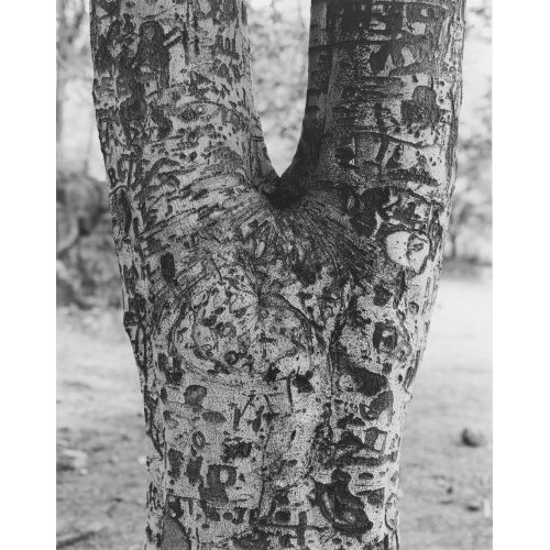 Tree with carvings