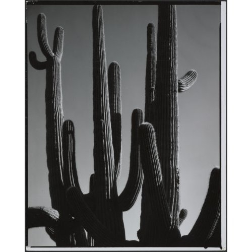 Arizona Cactus