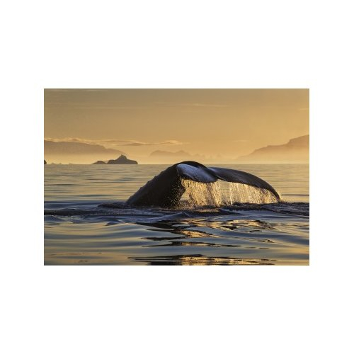 ANTARCTIC VEIL