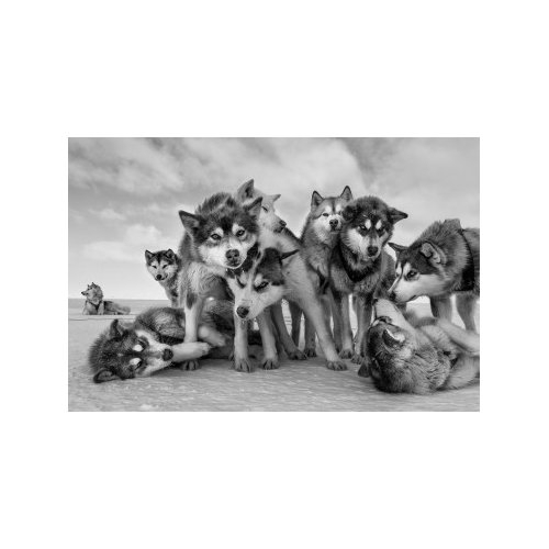 HUSKY HUDDLE