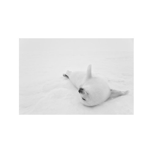 POLAR BLISS