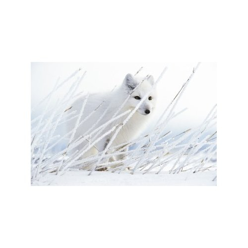 ARCTIC GHOST