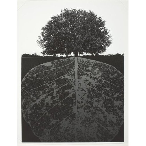Untitled, 1964