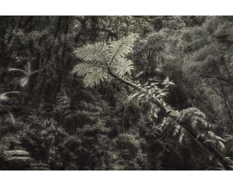 Arbres et forêts dans la photographie contemporaine