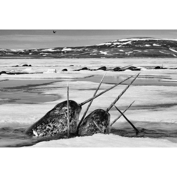CROSSED TUSKS