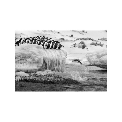 POLAR PLUNGE