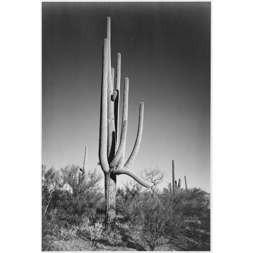 Cactus in Saguaro National Monument