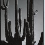 Arizona Cactus