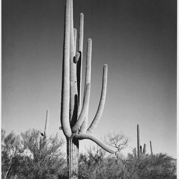 Cactus in Saguaro National Monument