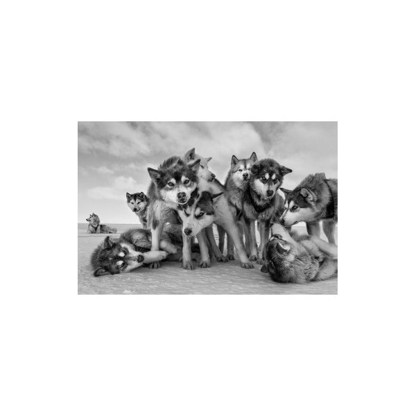 HUSKY HUDDLE