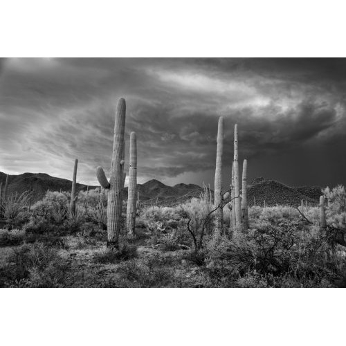 Saguaro and storm