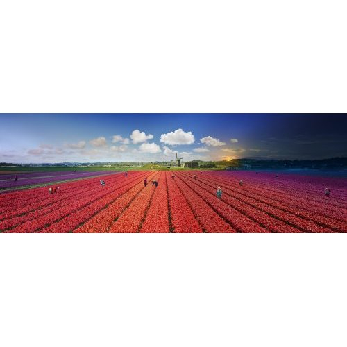 Tulips, Bergen, The Netherlands