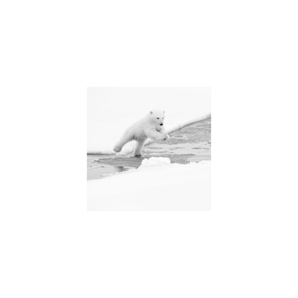 LE GRAND SAUT