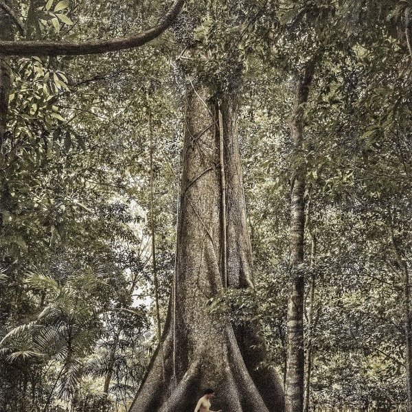 Dryads #17