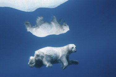 POLAR REFLECTIONS