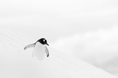 SNOWBOARD IN ANTARTICA