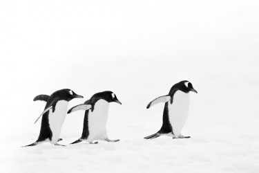 LA MARCHE II