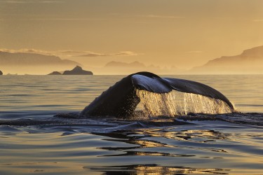 ANTARCTIC VEIL