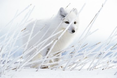 ARCTIC GHOST