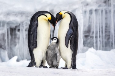 PARENTHOOD