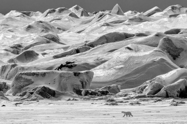 POLAR VISTA