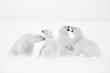 WHITE SYMPHONY